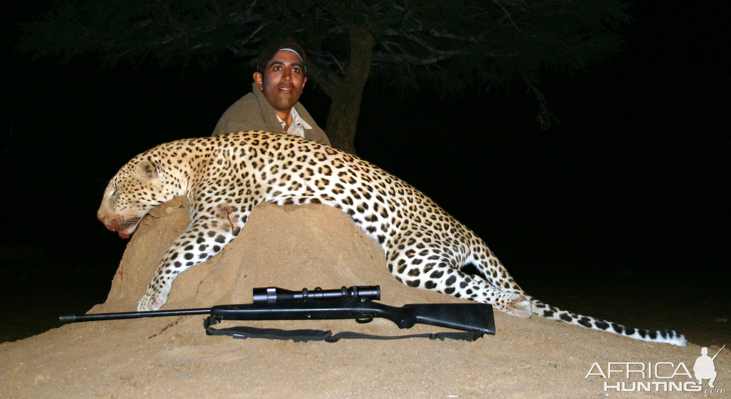 Hunting Leopard in Namibia