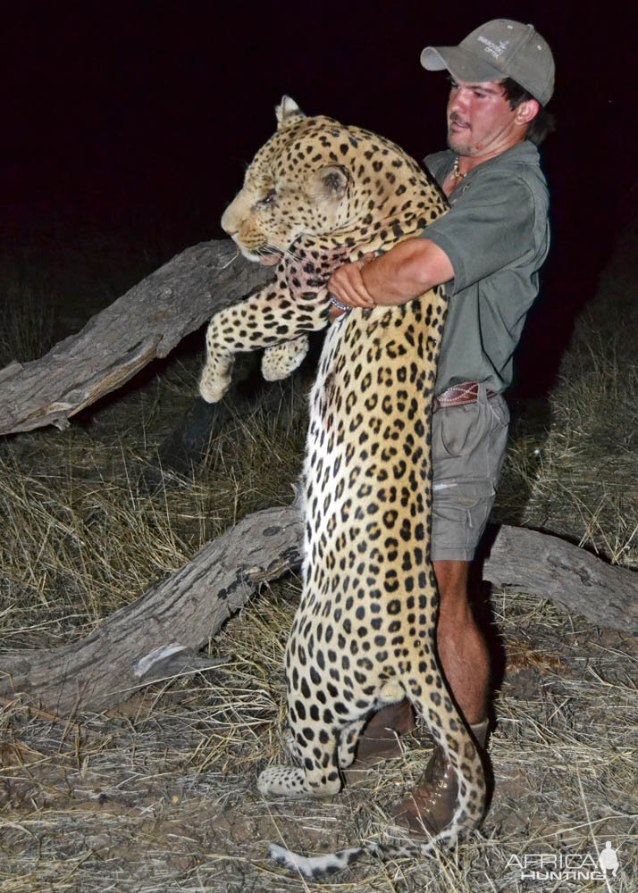 Hunting Leopard in Namibia