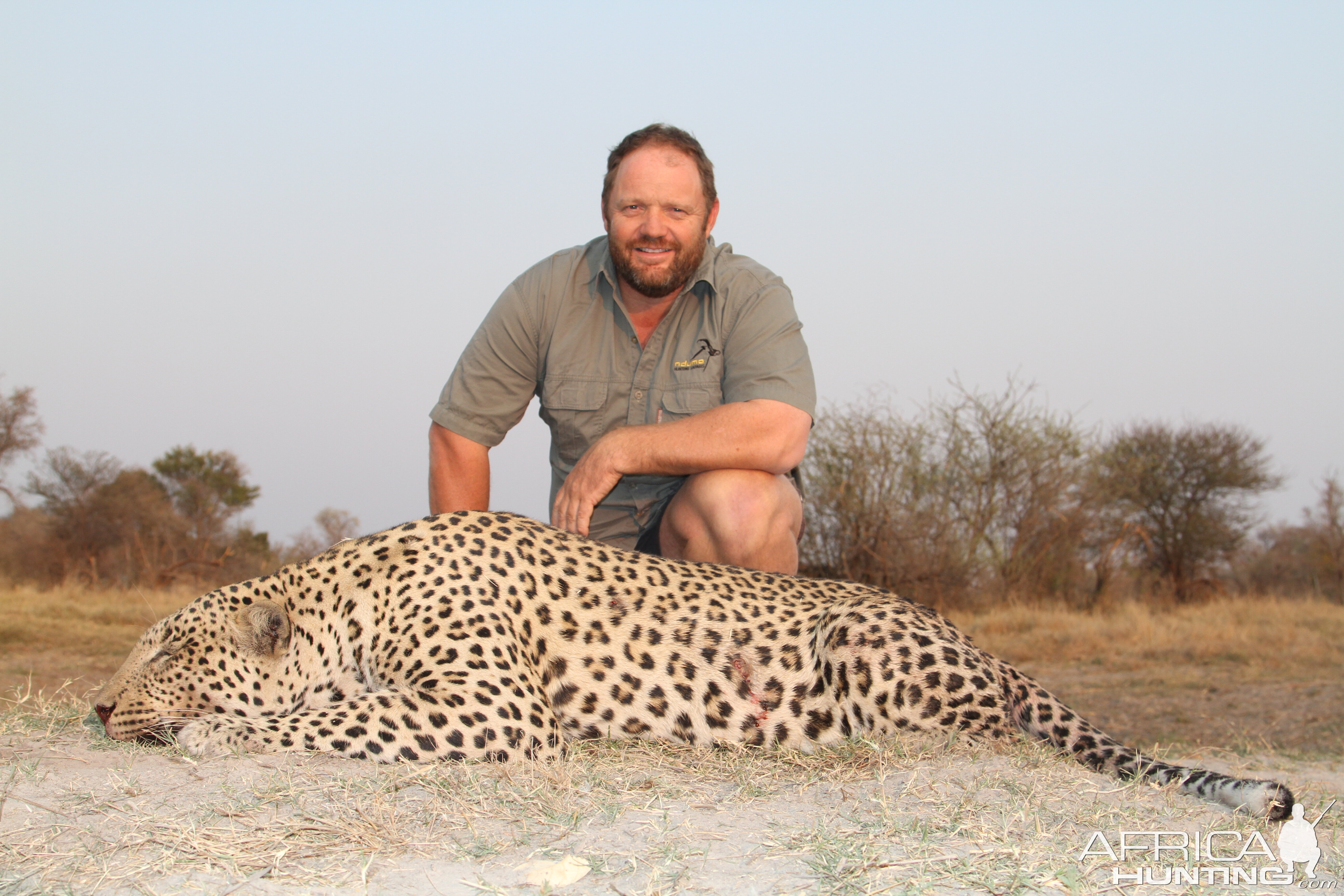 Hunting Leopard in Namibia