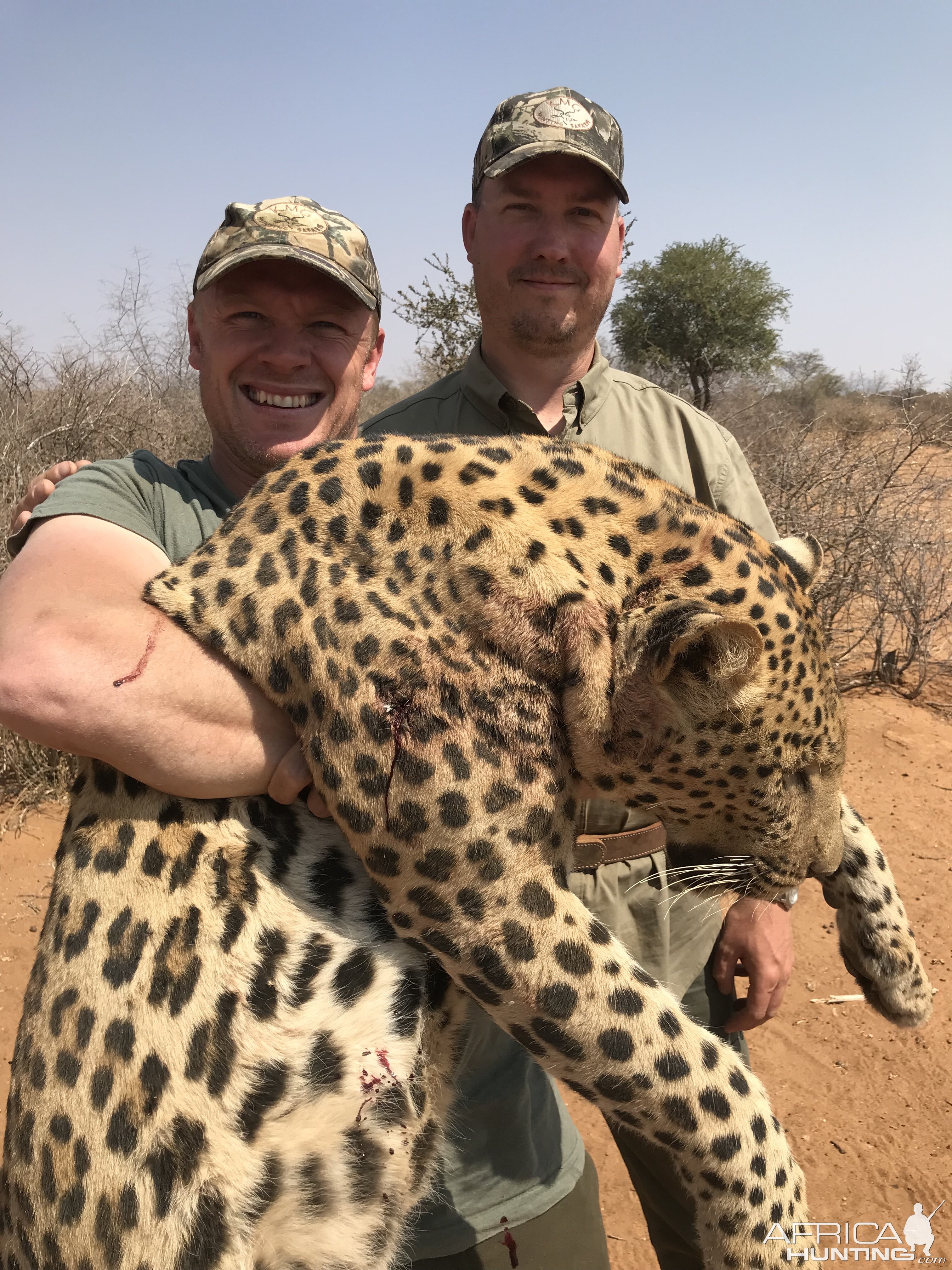 Hunting Leopard in Namibia