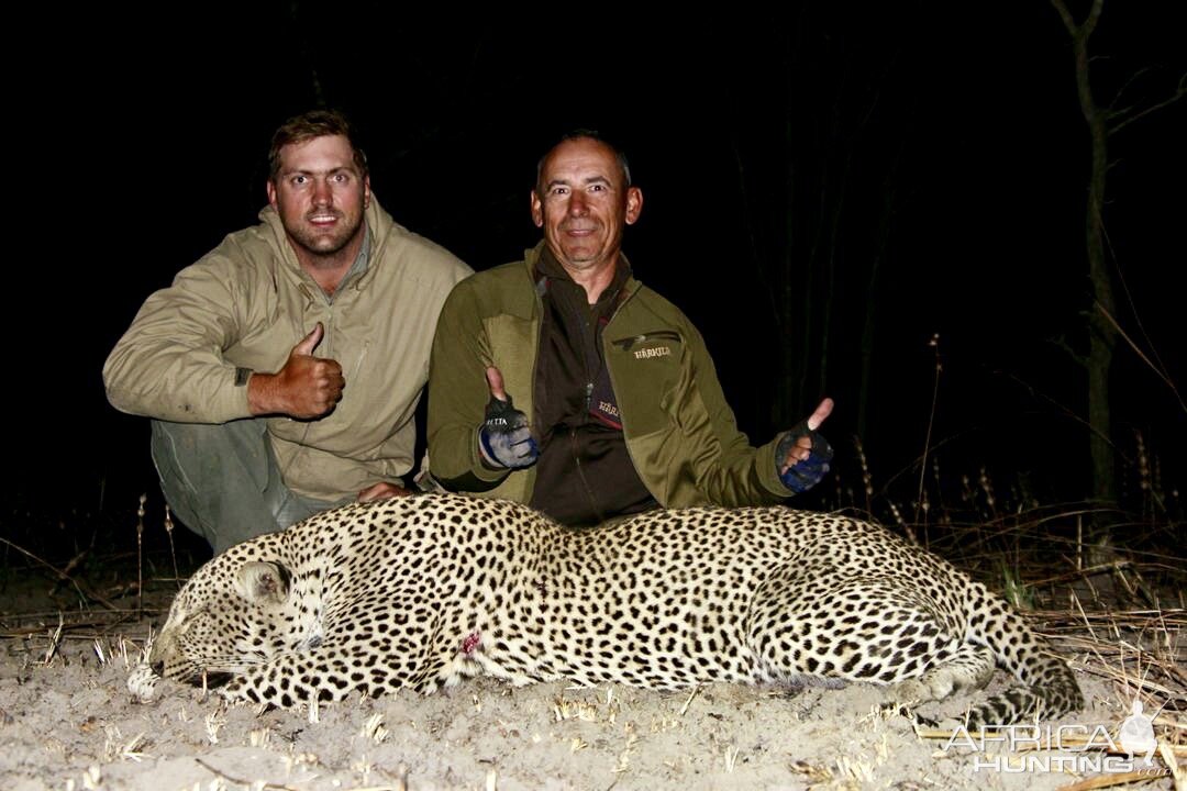 Hunting Leopard in Namibia