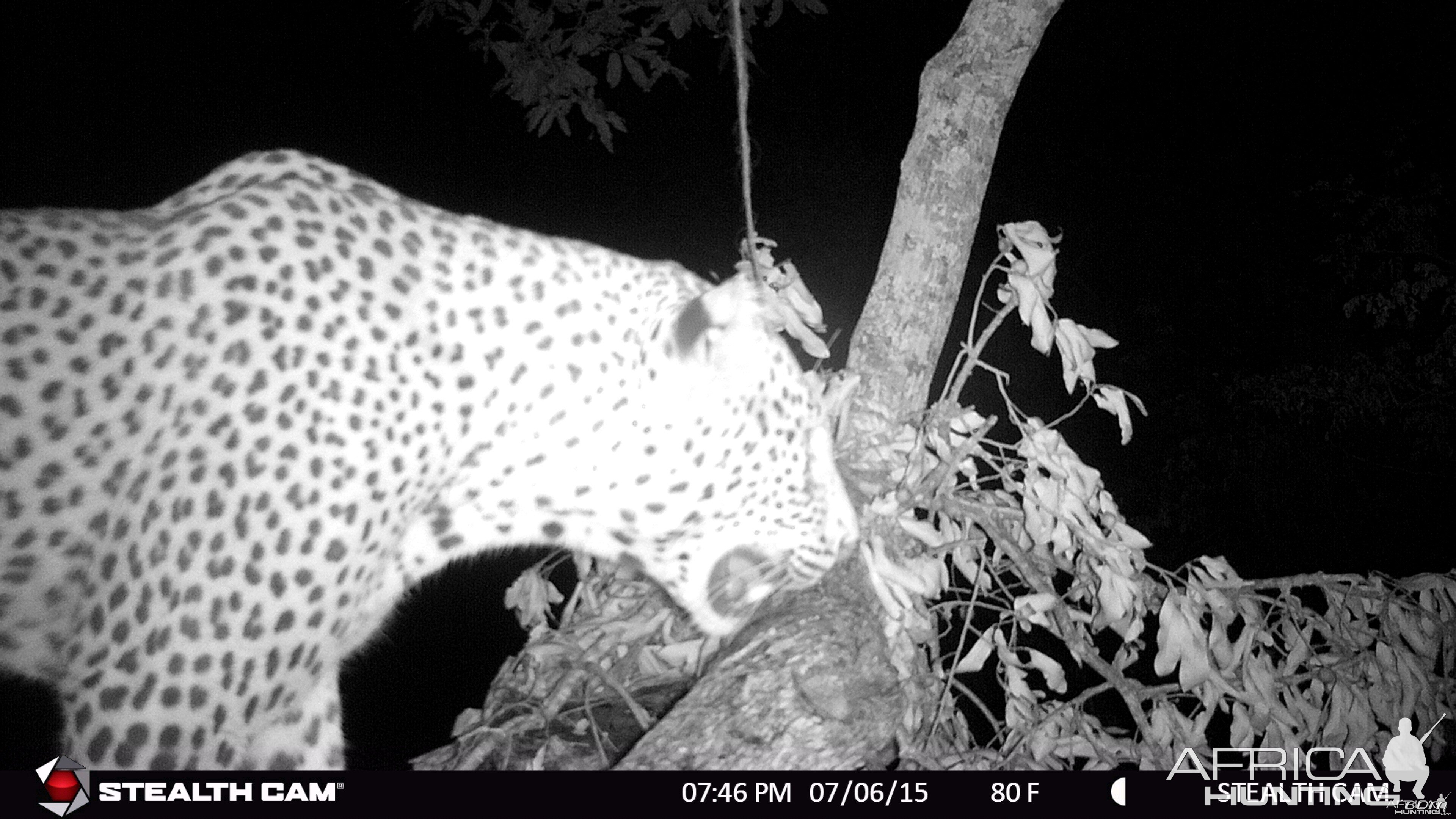 Hunting Leopard in Tanzania with Nathan Askew of Bullet Safaris