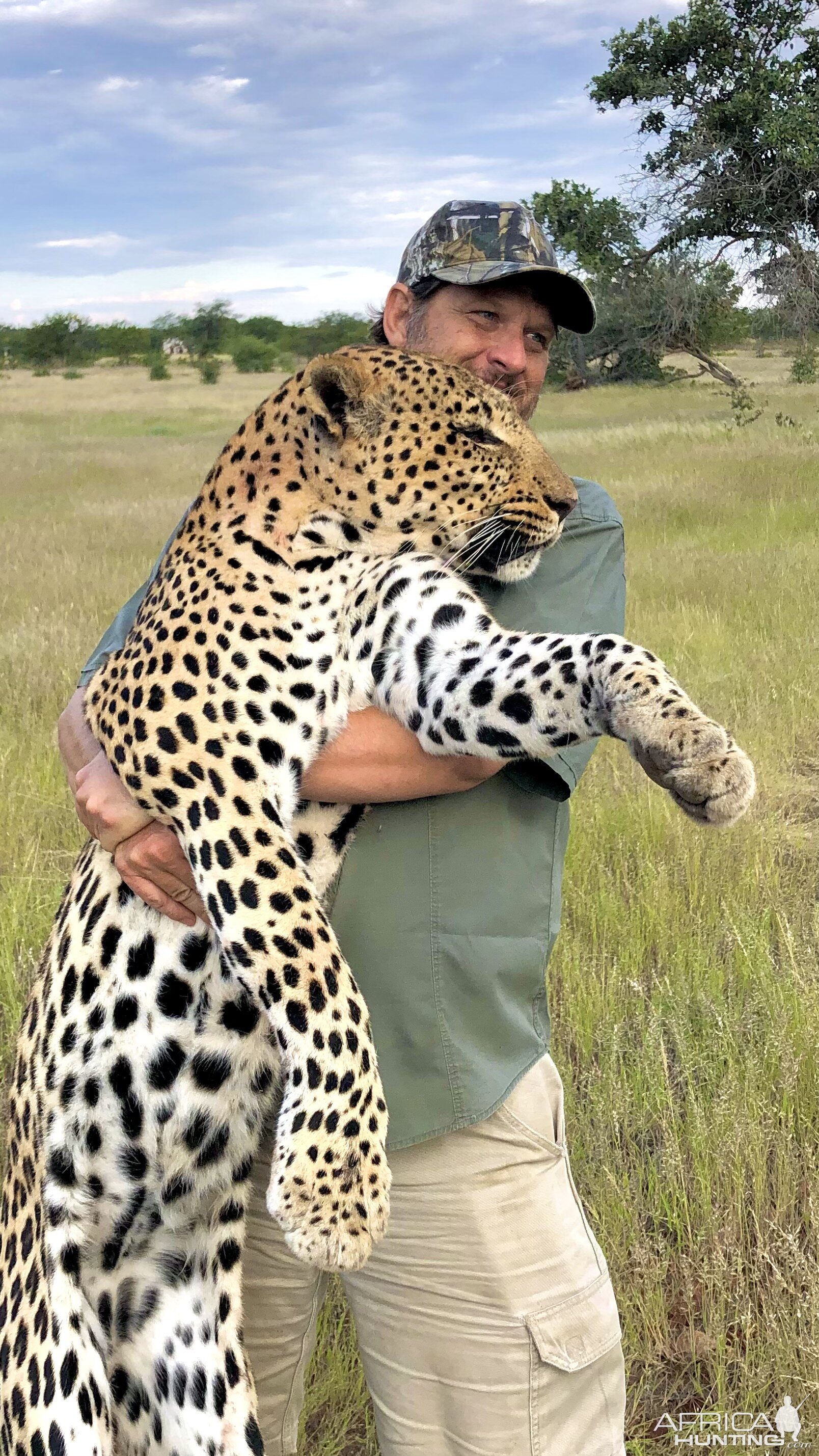 Hunting Leopard Namibia