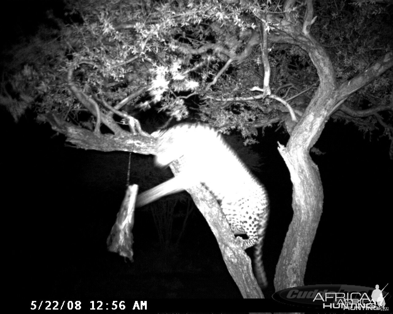 Hunting Leopard on Bait at Ozondjahe Safaris Namibia