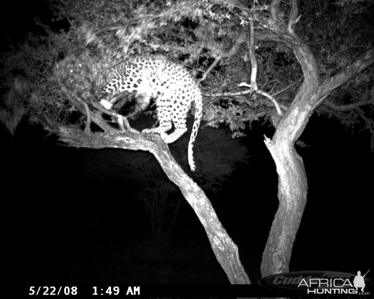 Hunting Leopard on Bait at Ozondjahe Safaris Namibia