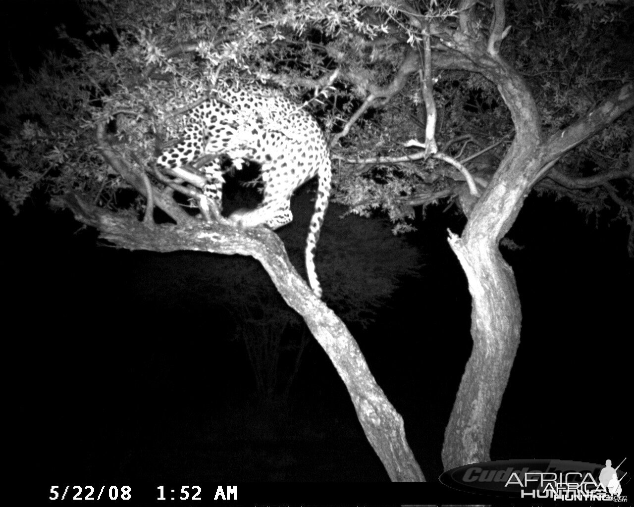 Hunting Leopard on Bait at Ozondjahe Safaris Namibia