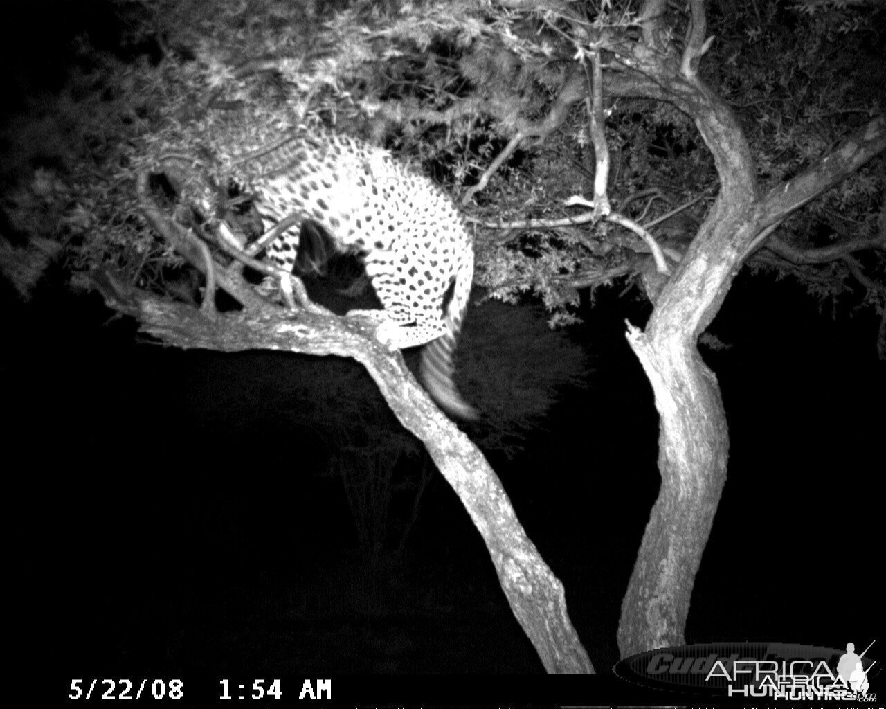 Hunting Leopard on Bait at Ozondjahe Safaris Namibia