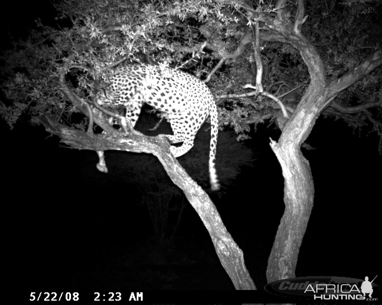 Hunting Leopard on Bait at Ozondjahe Safaris Namibia