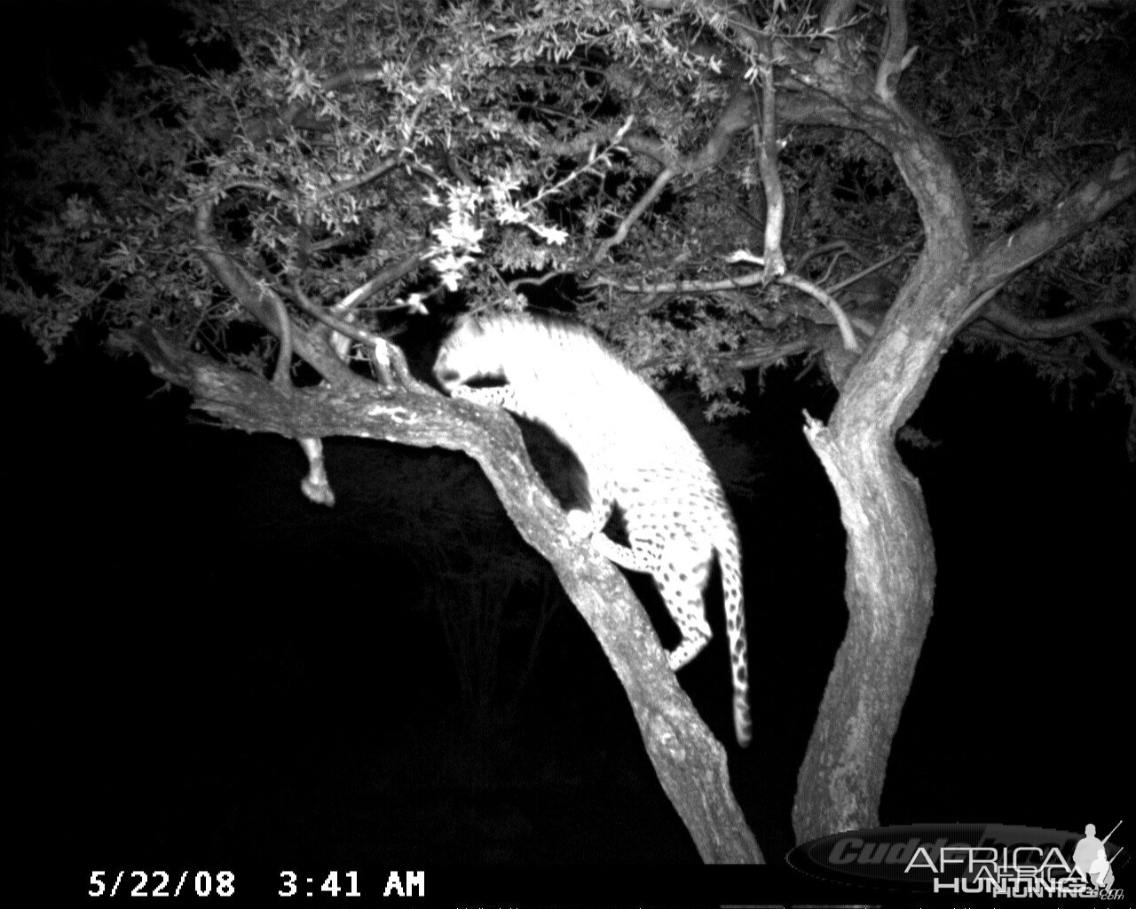 Hunting Leopard on Bait at Ozondjahe Safaris Namibia