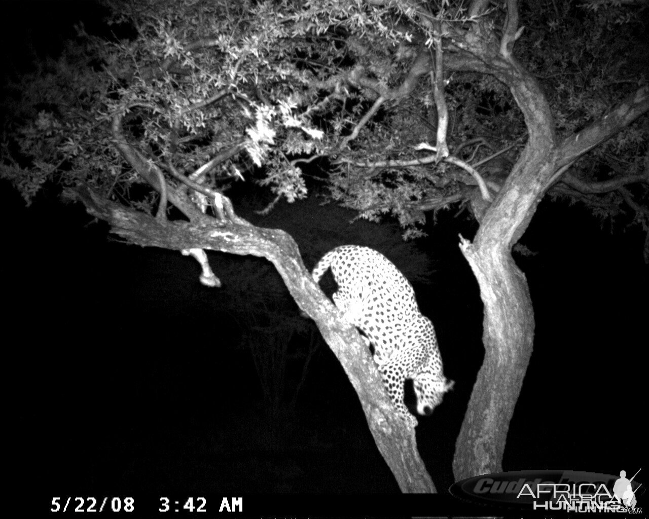 Hunting Leopard on Bait at Ozondjahe Safaris Namibia