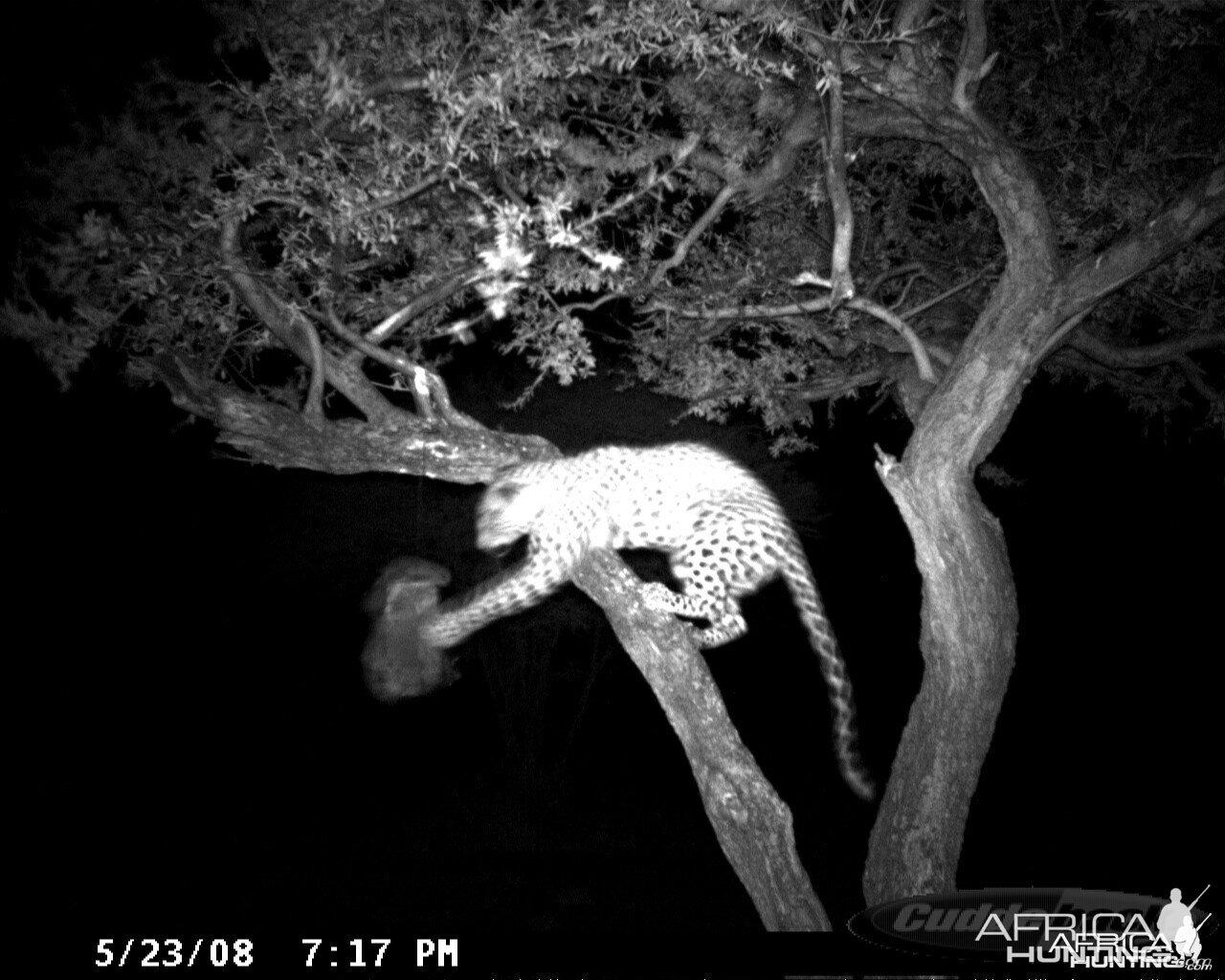 Hunting Leopard on Bait at Ozondjahe Safaris Namibia