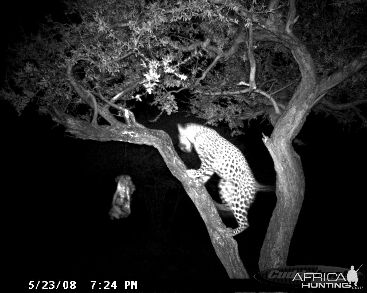 Hunting Leopard on Bait at Ozondjahe Safaris Namibia