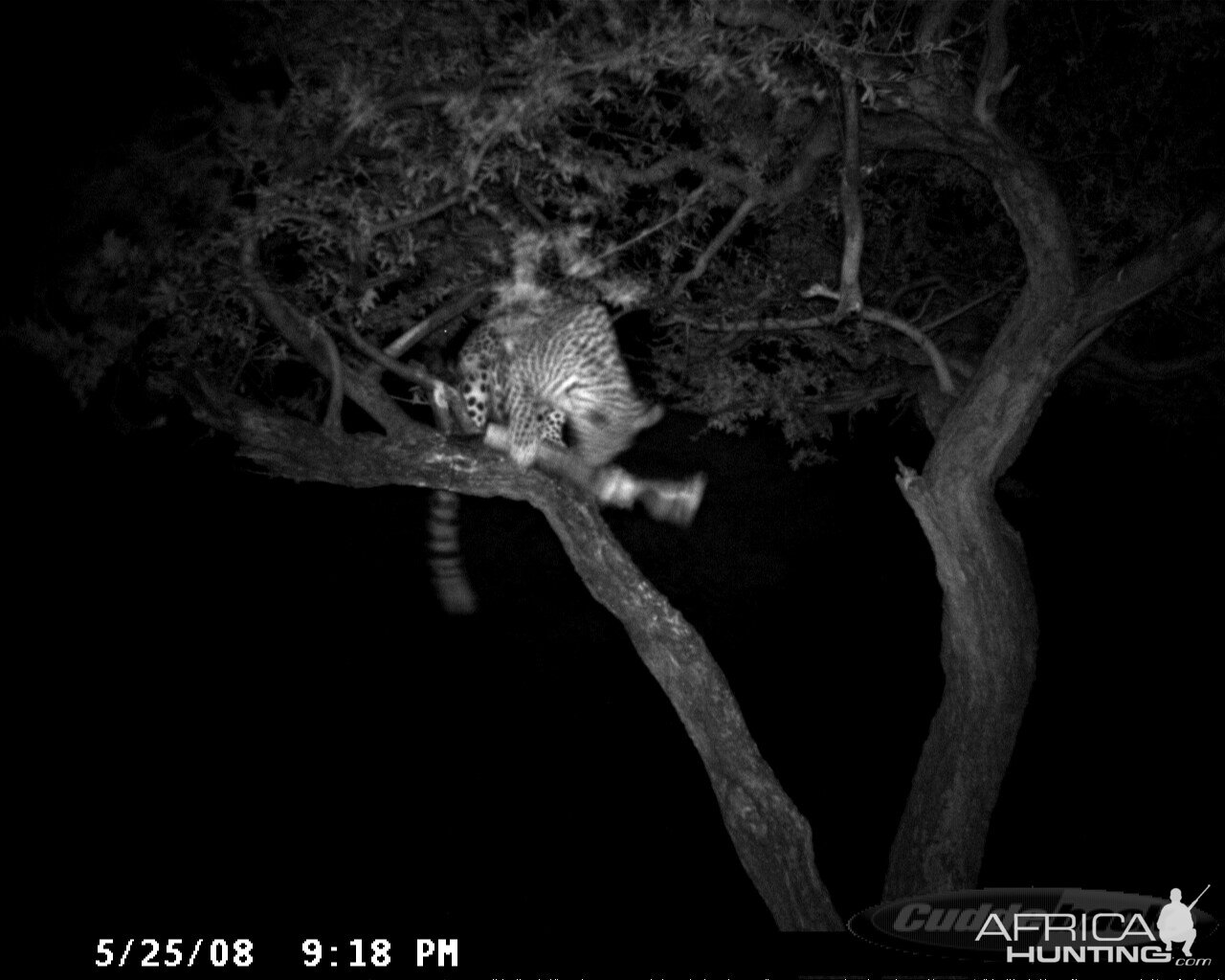 Hunting Leopard on Bait at Ozondjahe Safaris Namibia