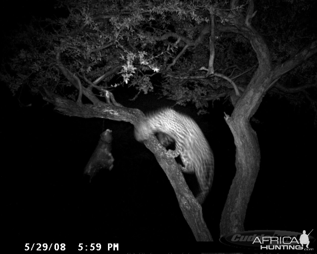 Hunting Leopard on Bait at Ozondjahe Safaris Namibia