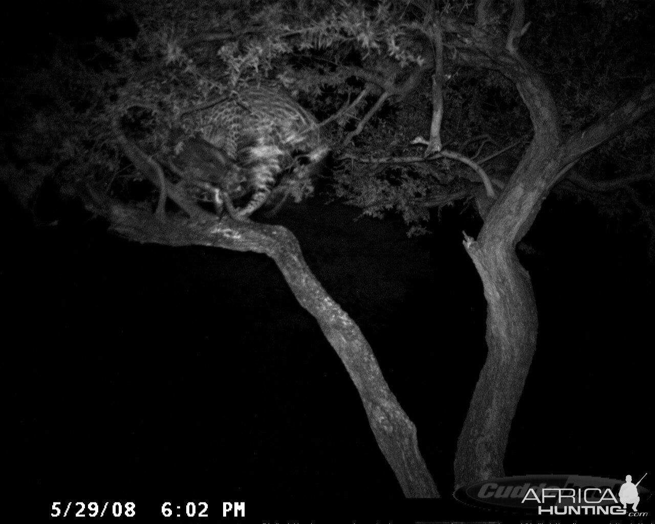 Hunting Leopard on Bait at Ozondjahe Safaris Namibia