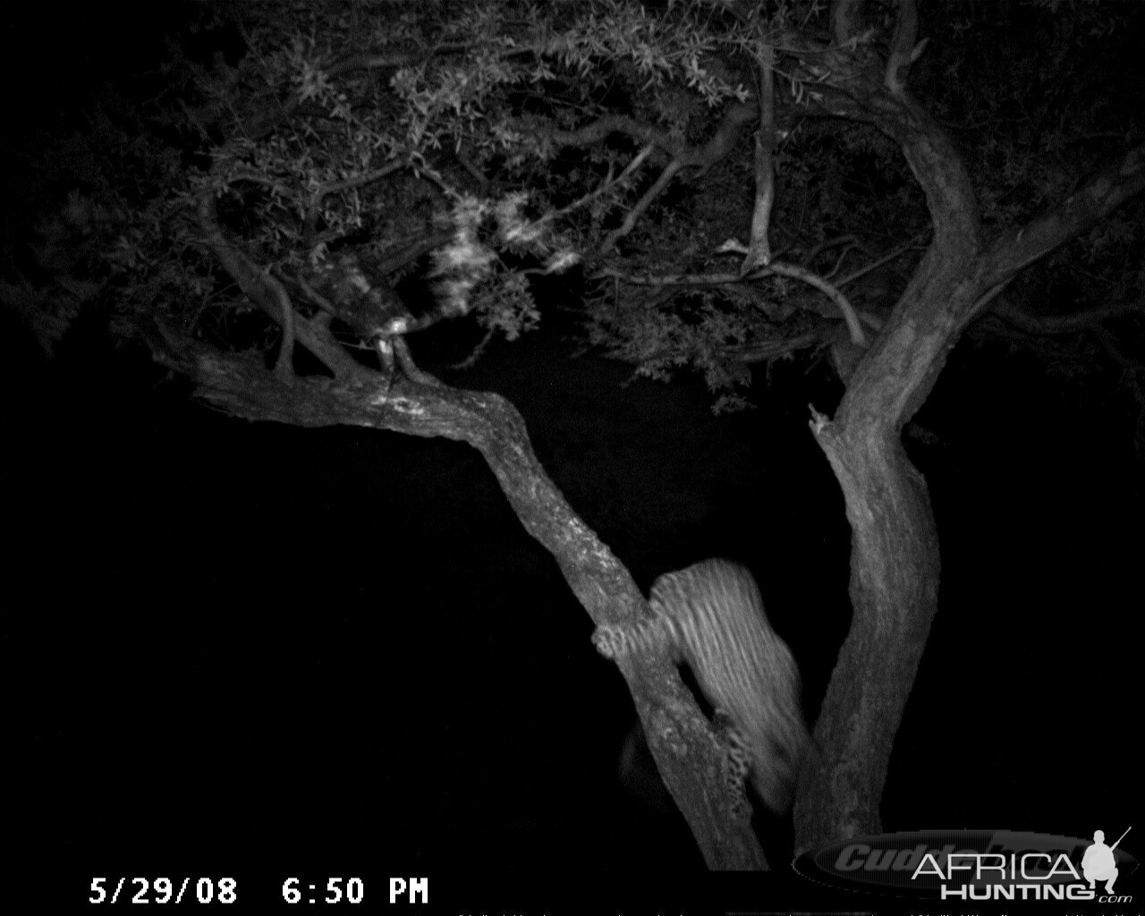 Hunting Leopard on Bait at Ozondjahe Safaris Namibia