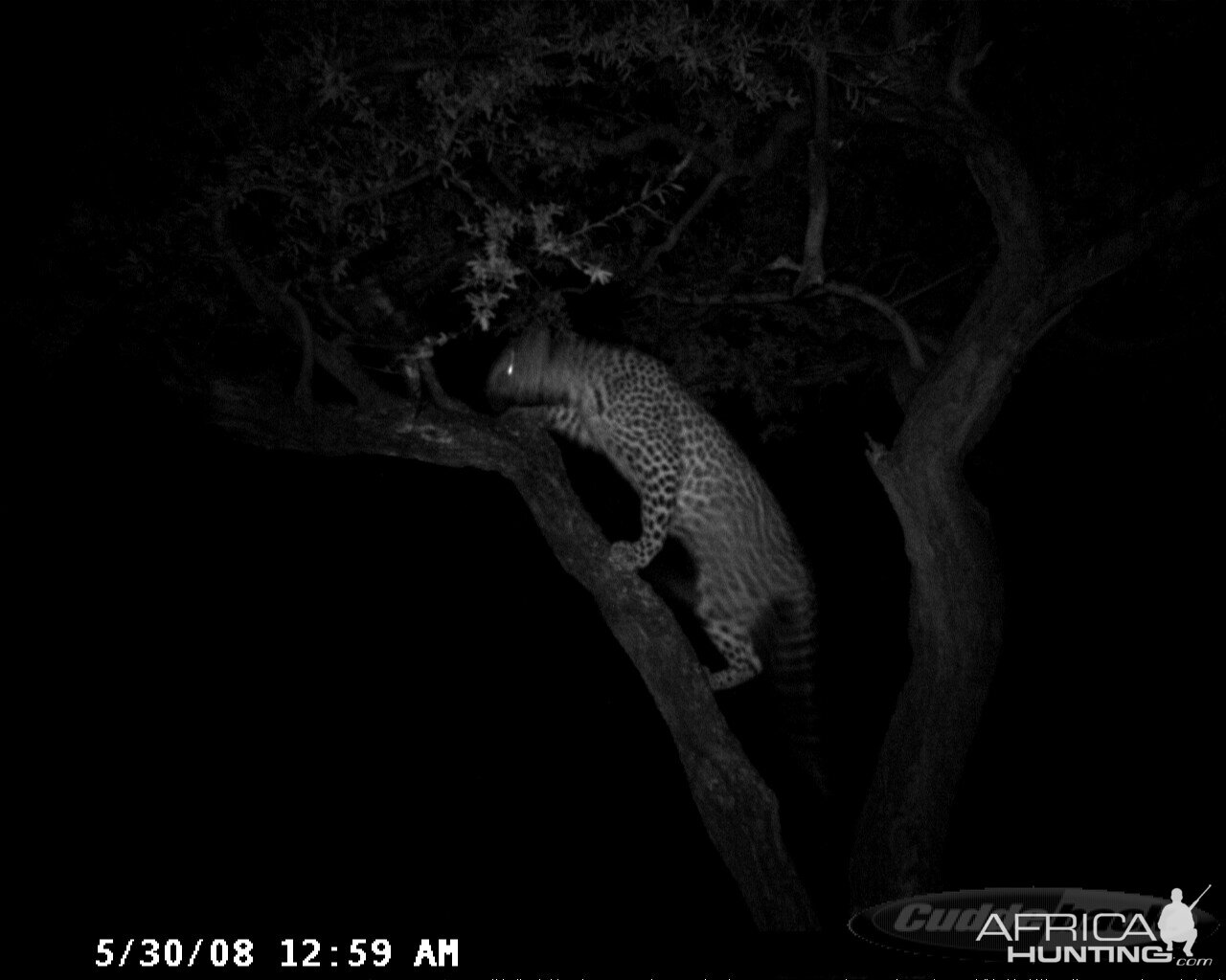 Hunting Leopard on Bait at Ozondjahe Safaris Namibia