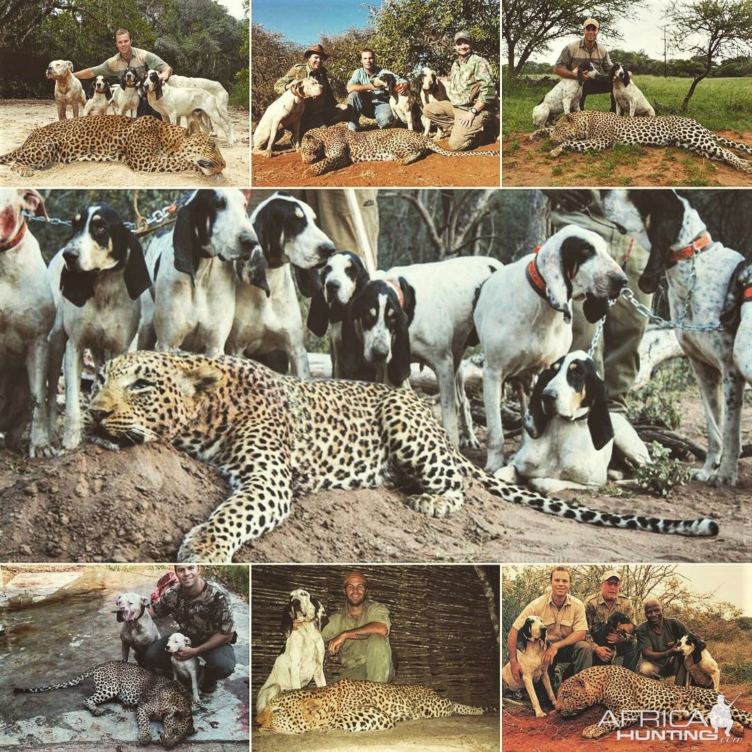 Hunting Leopard Over Hounds Mozambique