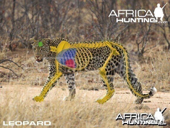 Hunting Leopard Shot Placement