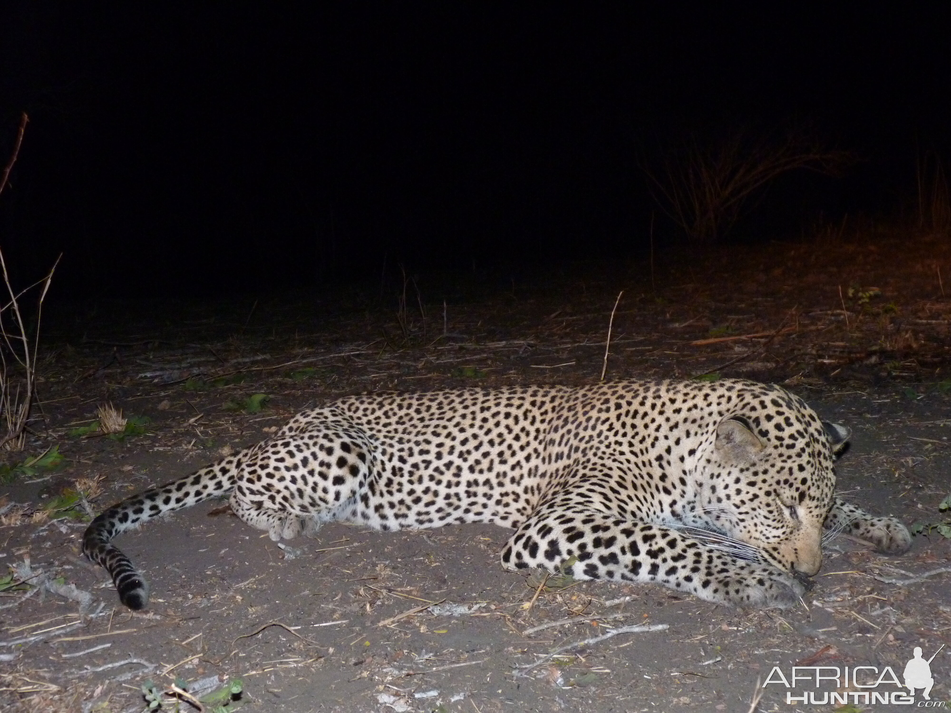 Hunting Leopard Tanzania