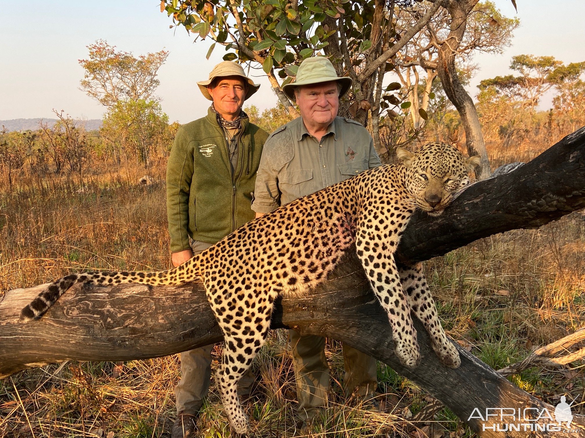 Hunting Leopard Tanzania