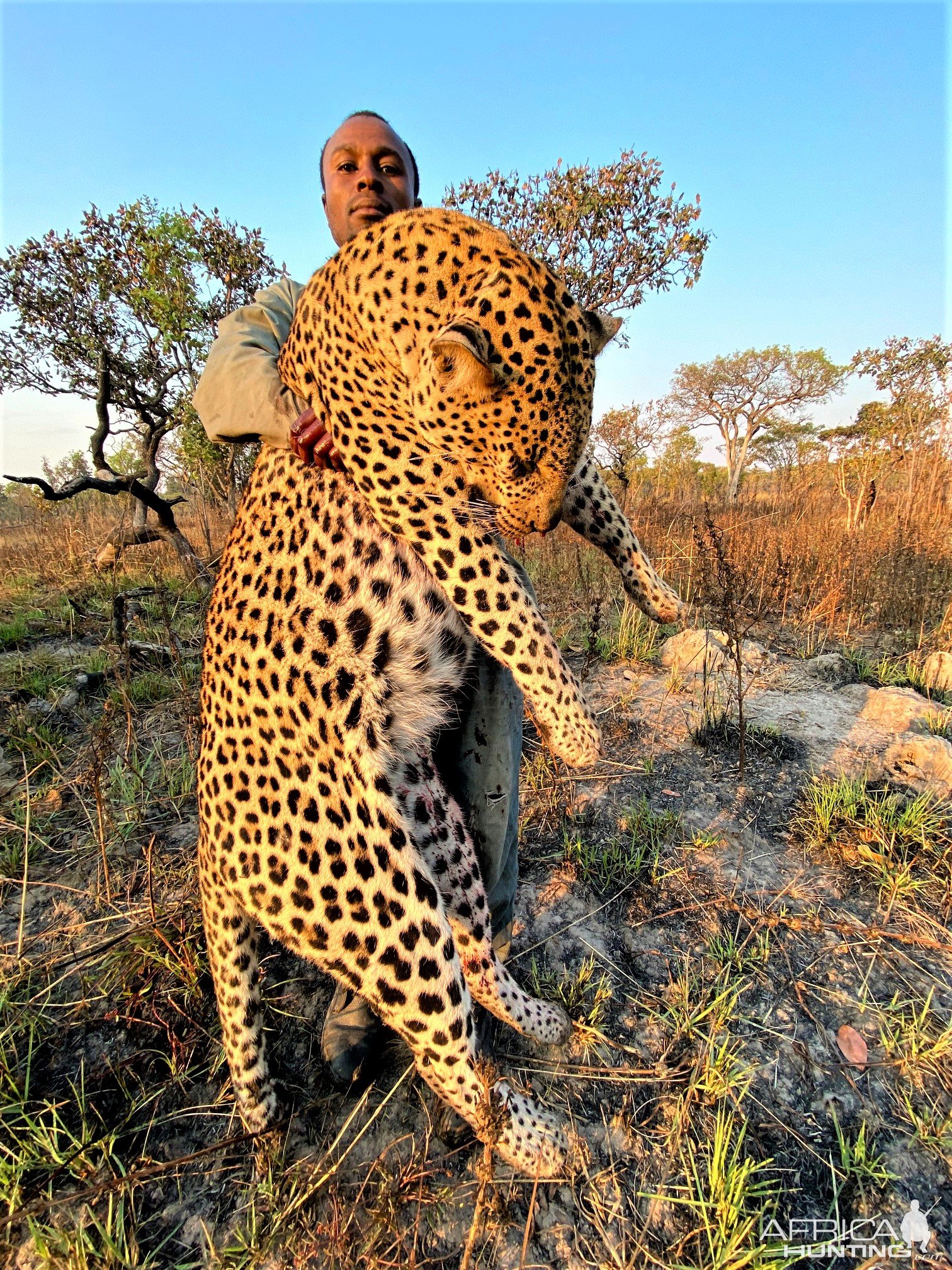 Hunting Leopard Tanzania