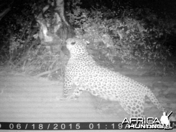 Hunting Leopard Westfalen Hunting Safaris in Namibia