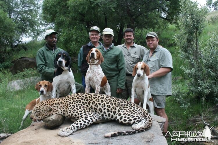 Hunting Leopard with Wintershoek Johnny Vivier Safaris in SA