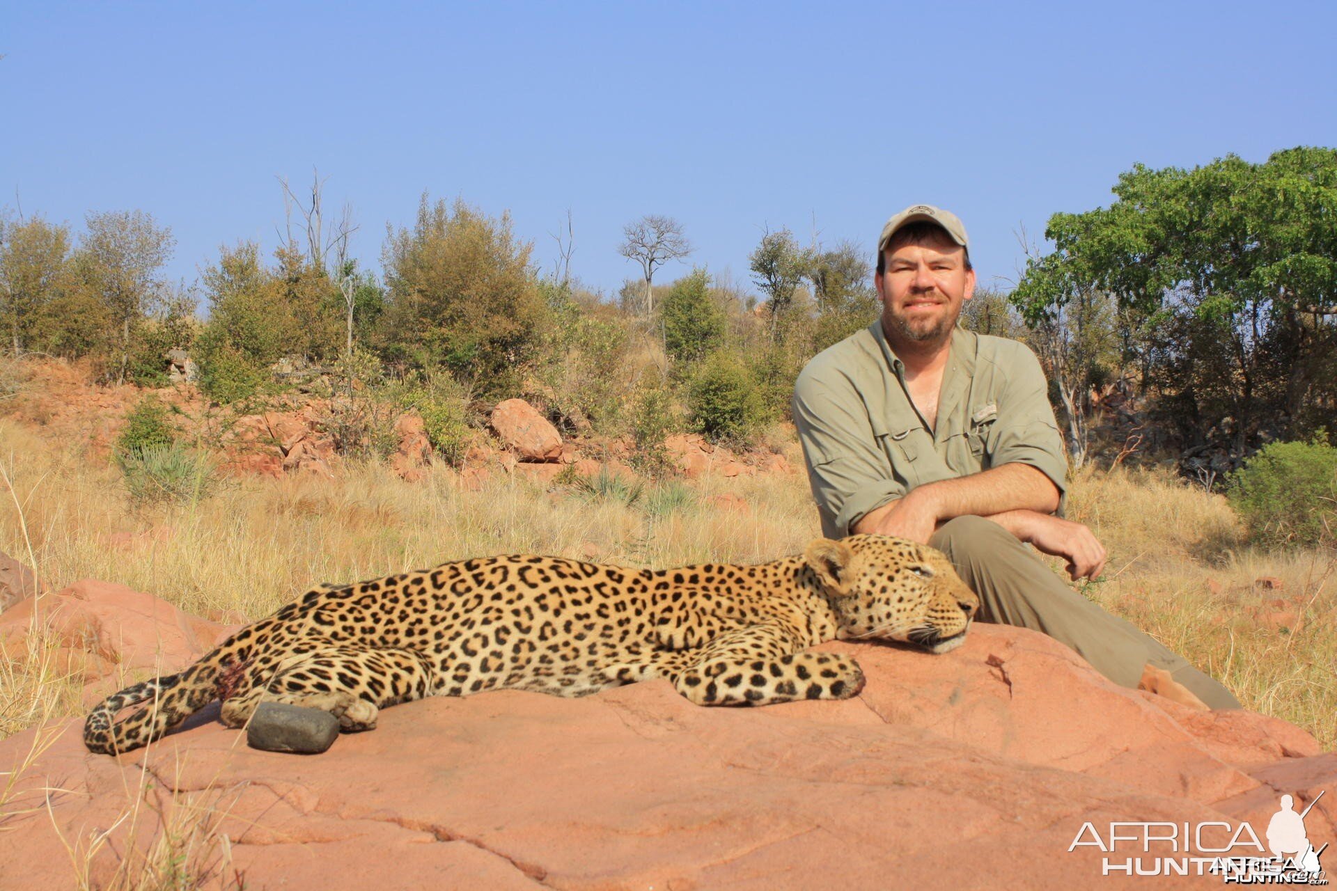 Hunting Leopard