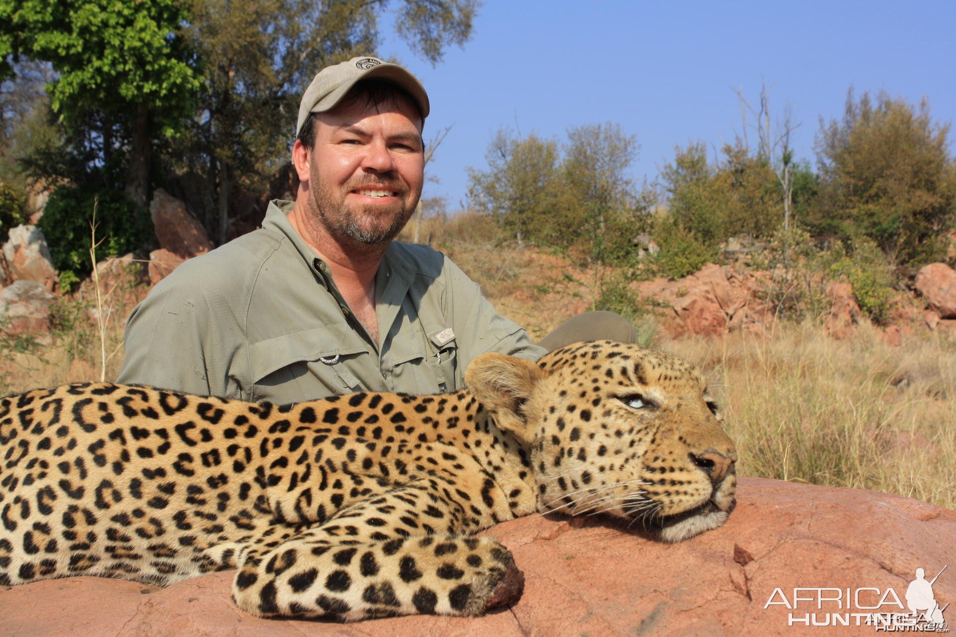 Hunting Leopard