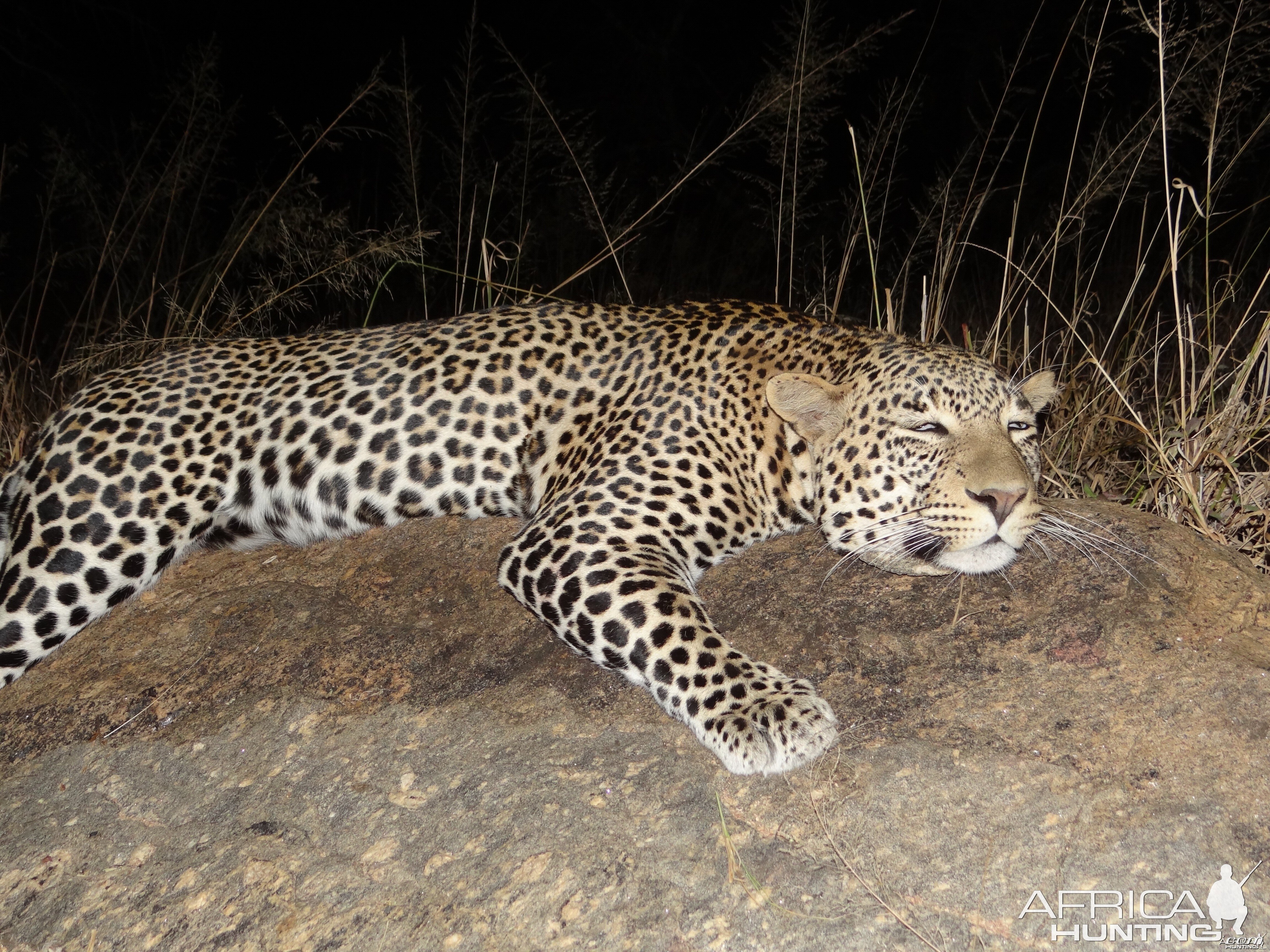 Hunting Leopard