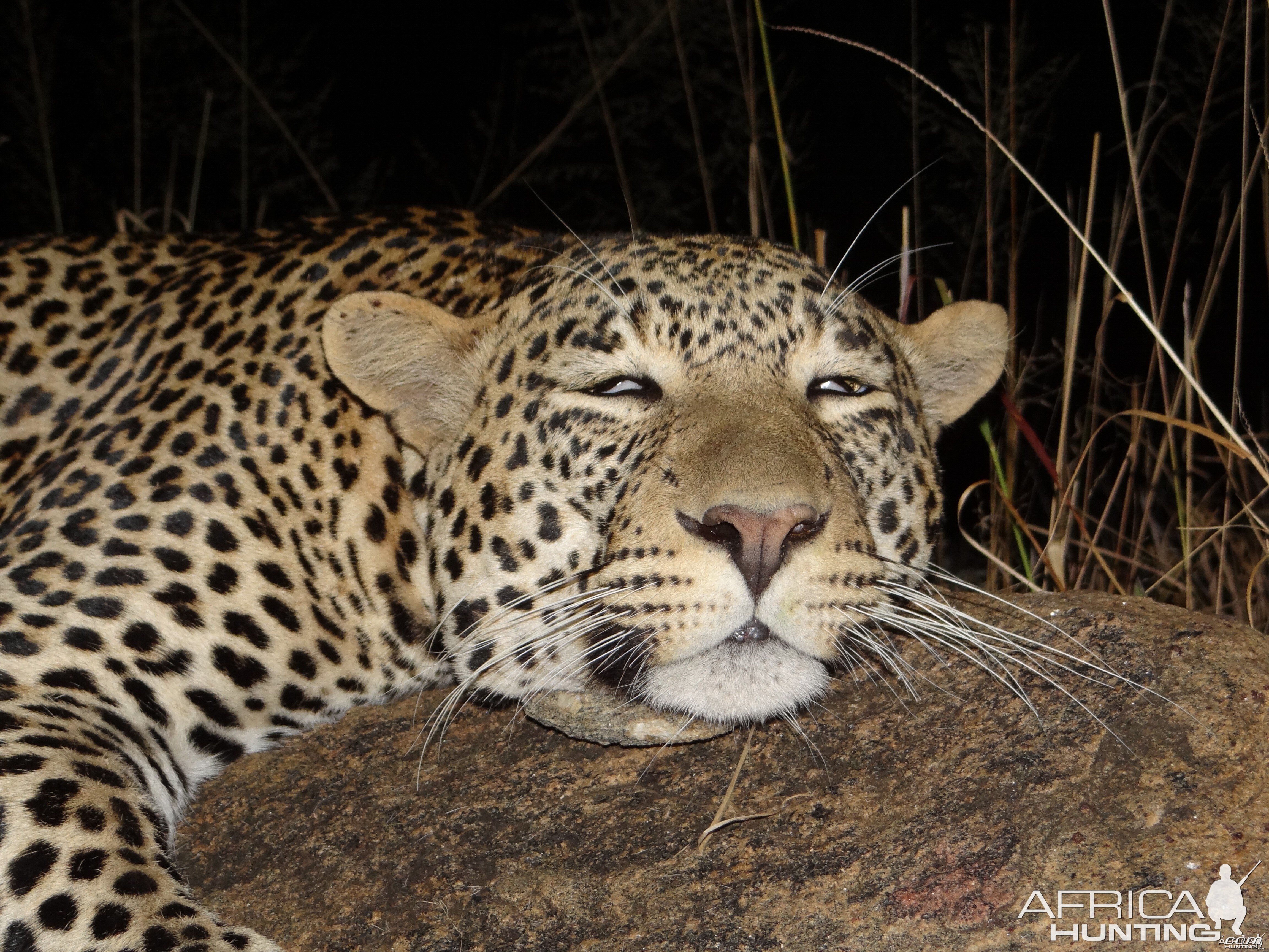 Hunting Leopard