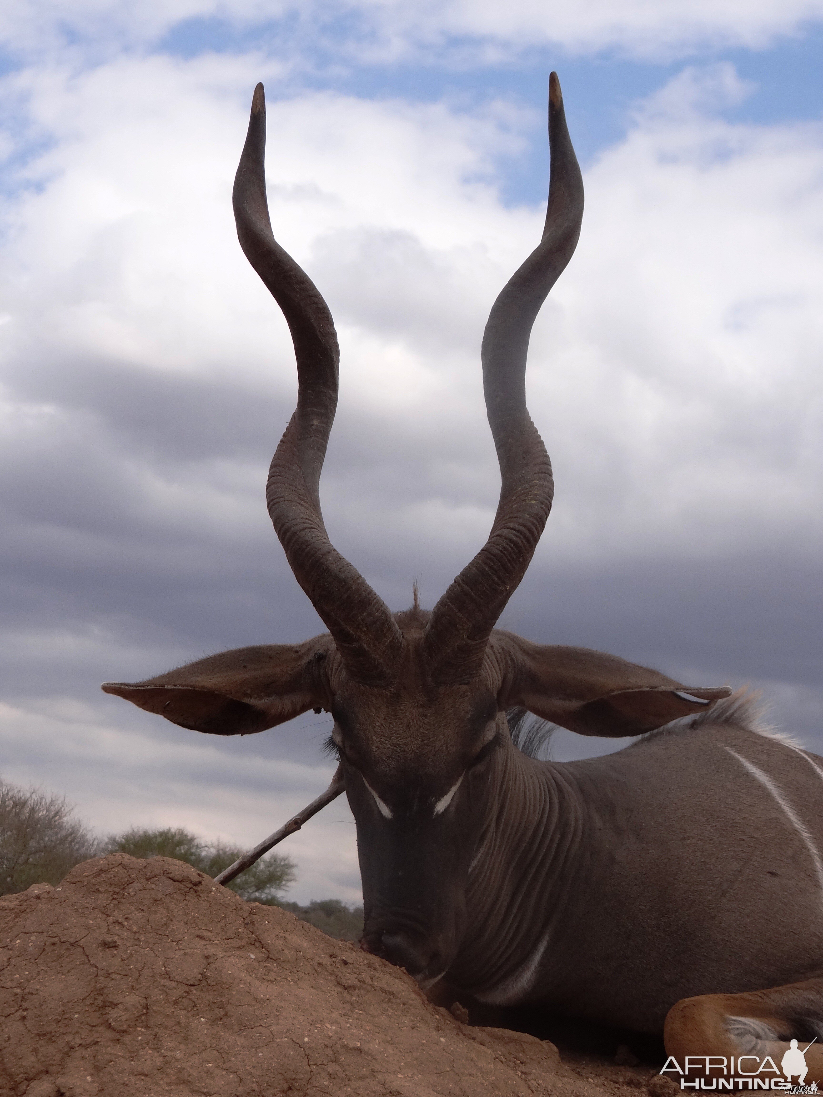 Hunting Lesser Kudu