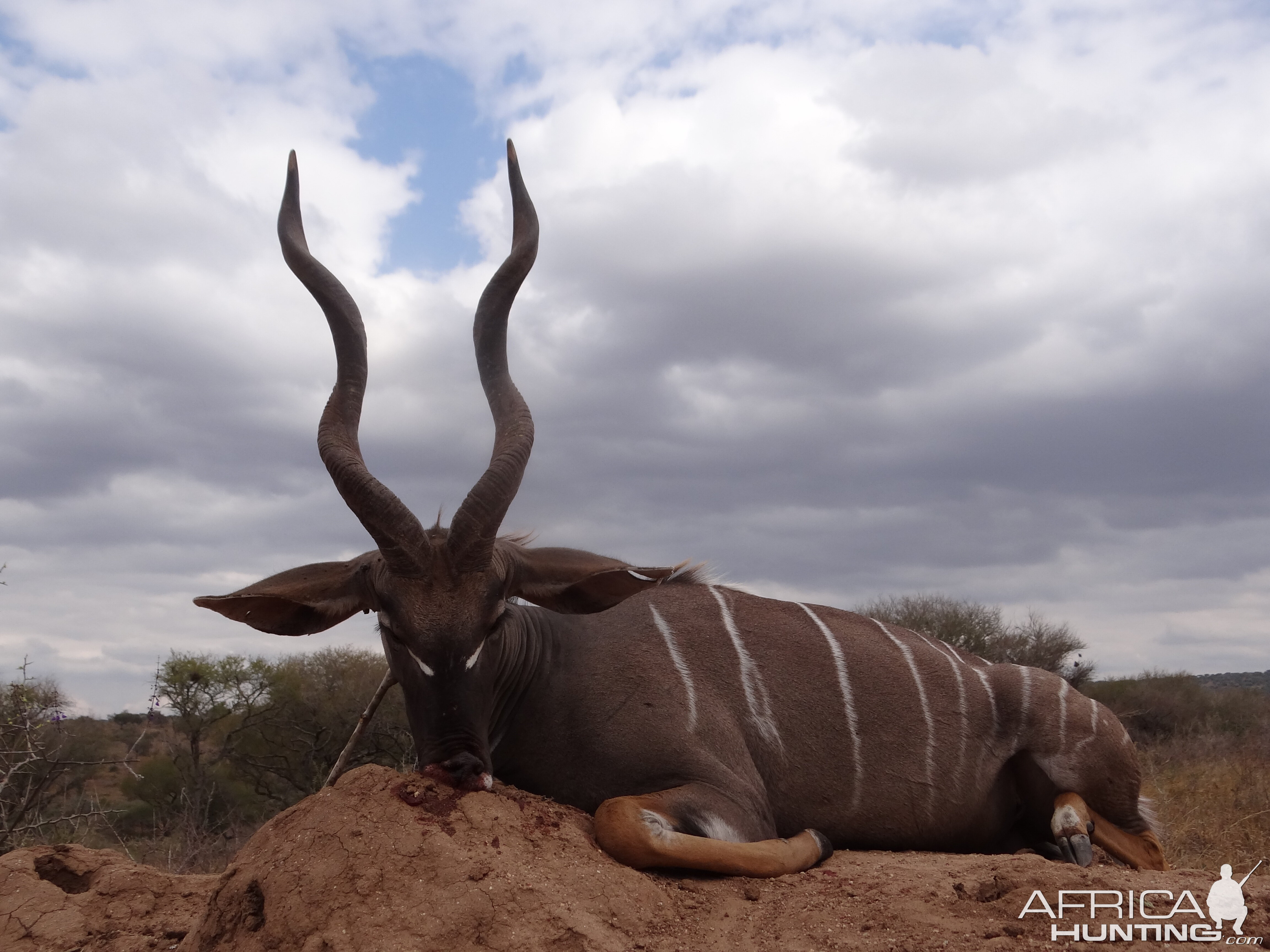 Hunting Lesser Kudu