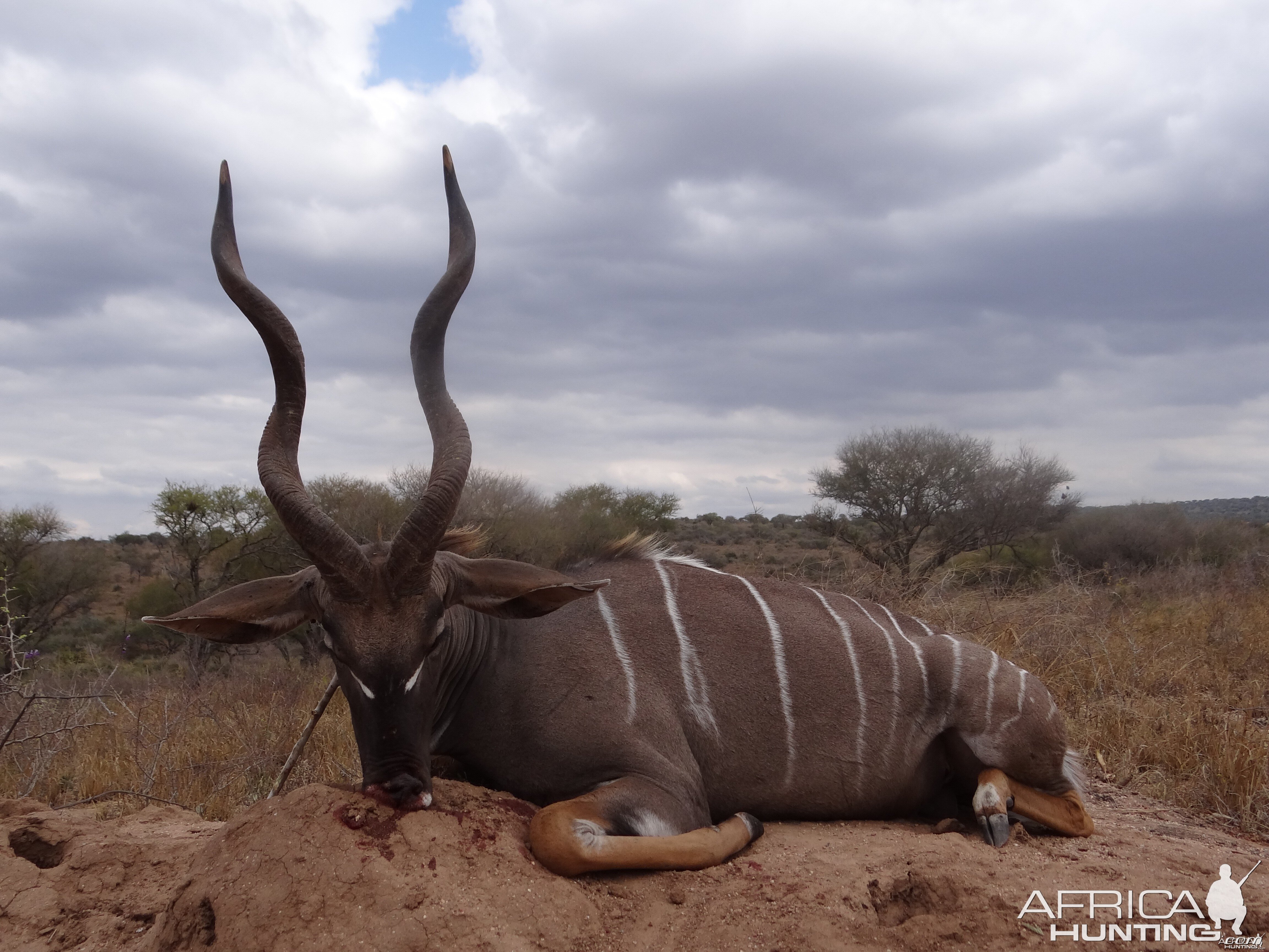 Hunting Lesser Kudu