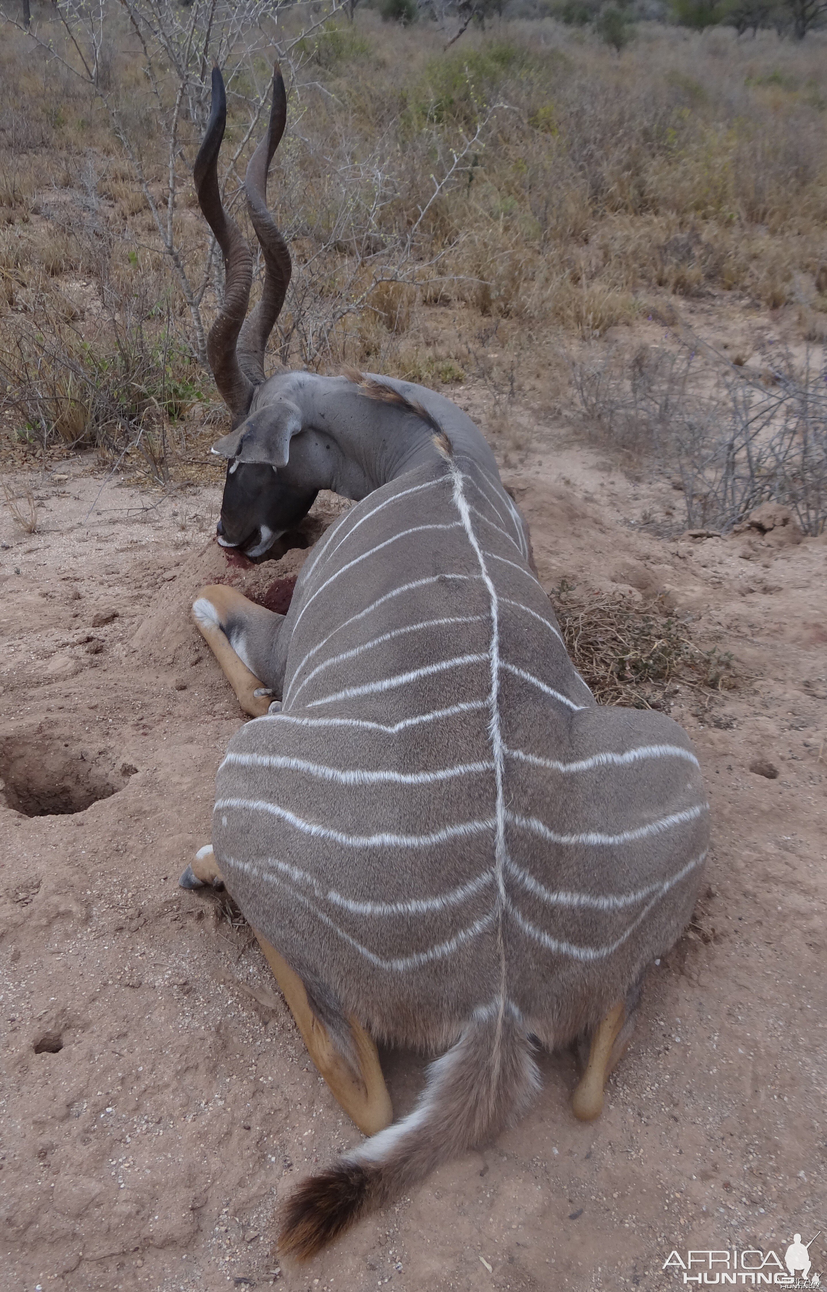 Hunting Lesser Kudu