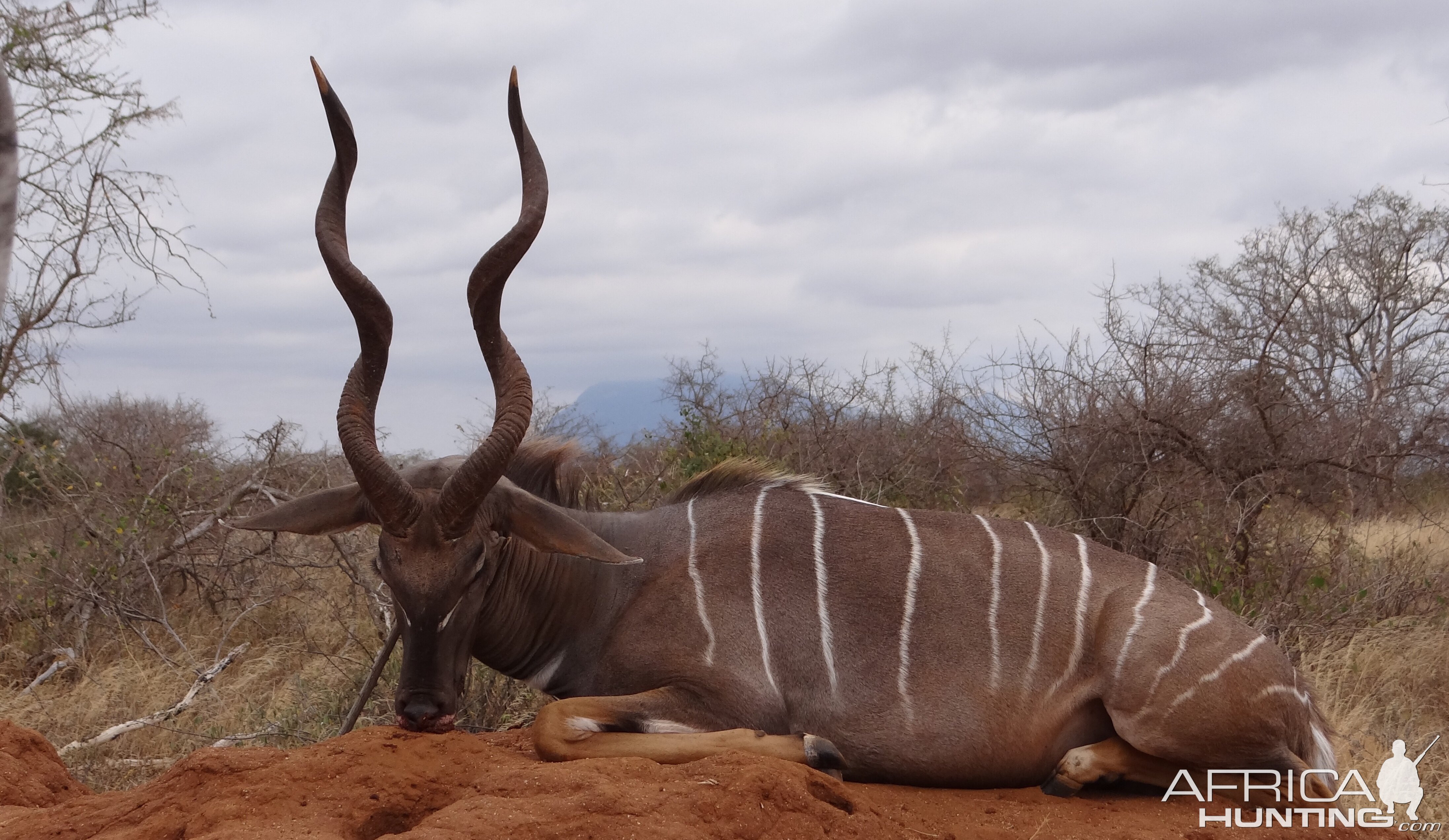 Hunting Lesser Kudu