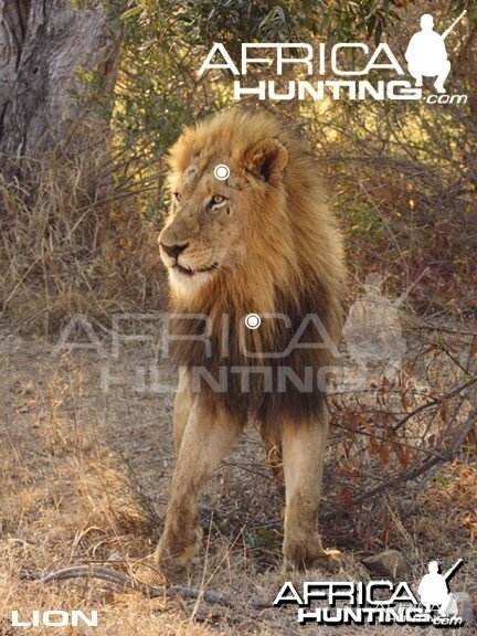 Hunting Lion Front View Shot Placement