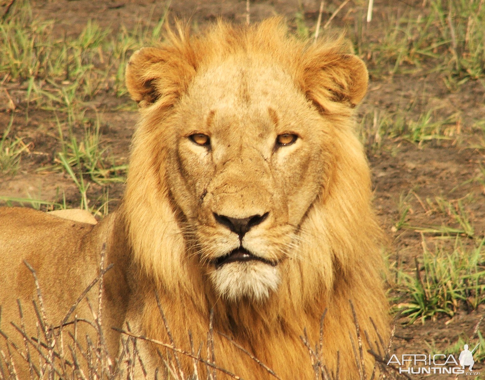 Hunting Lion in Central Africa by call