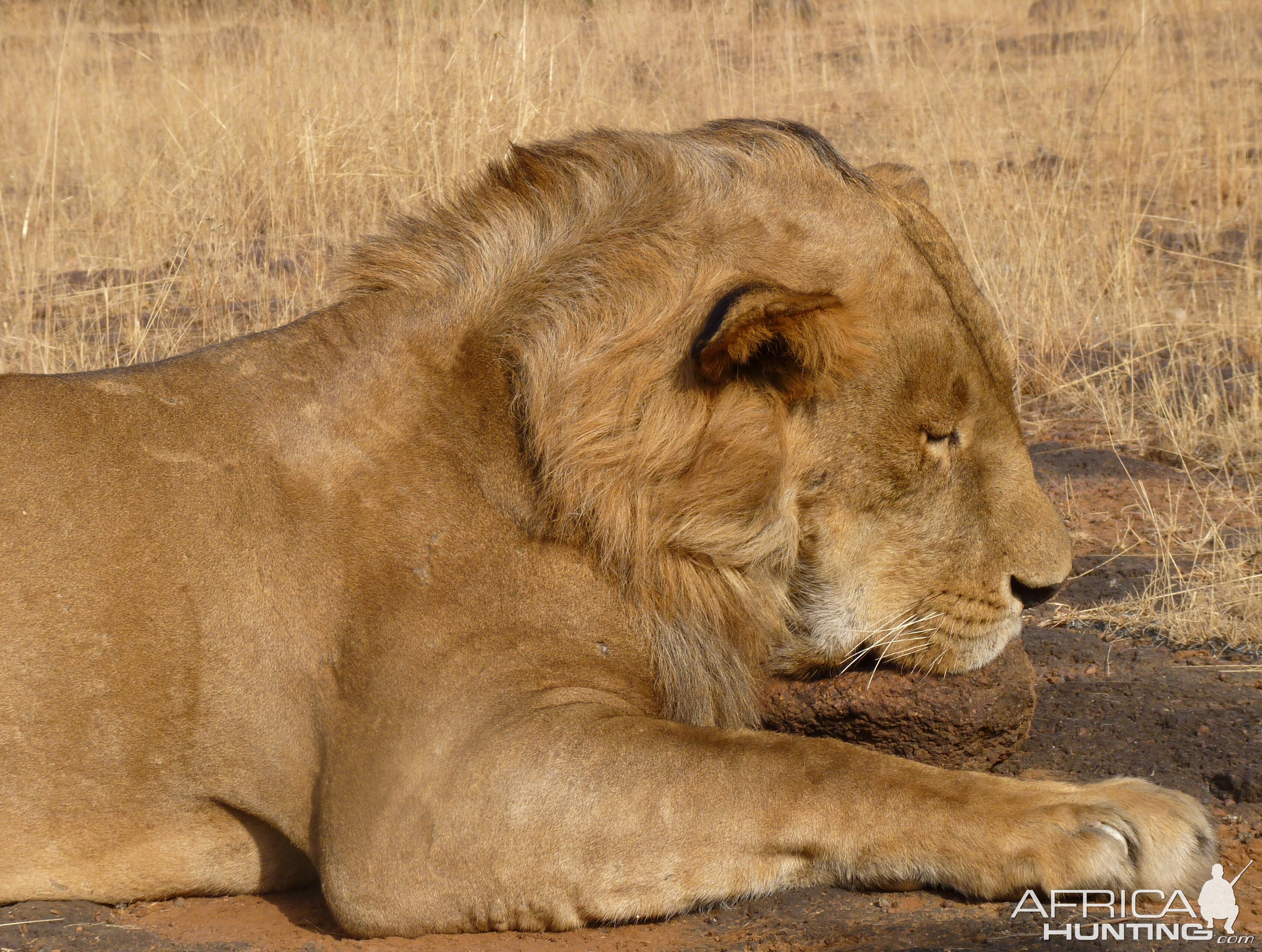 Hunting Lion in Central African Republic