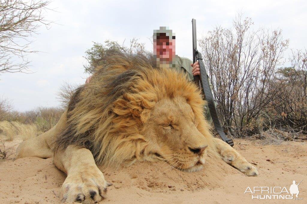 Hunting Lion in Nambia