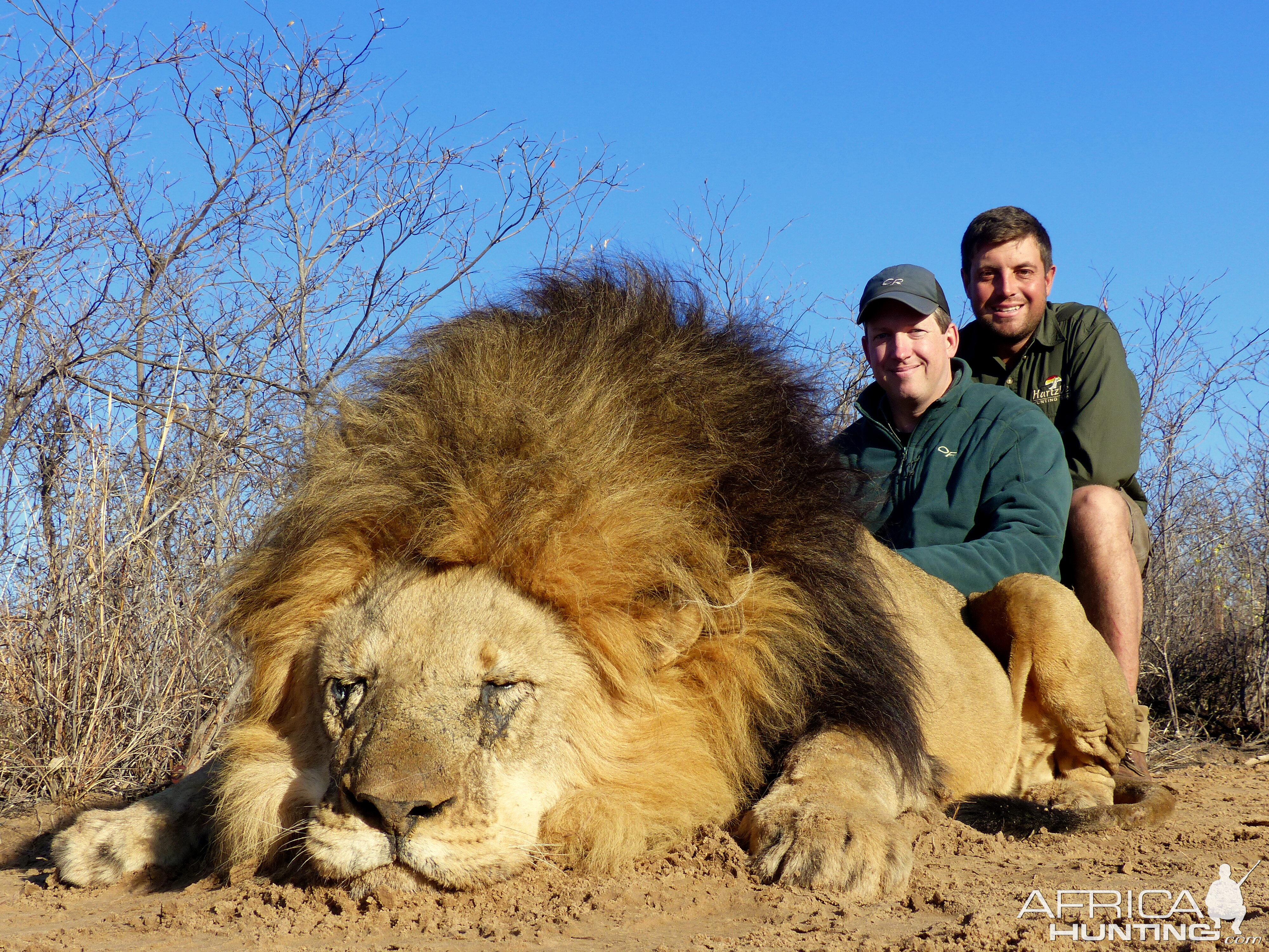 Hunting Lion in South Africa