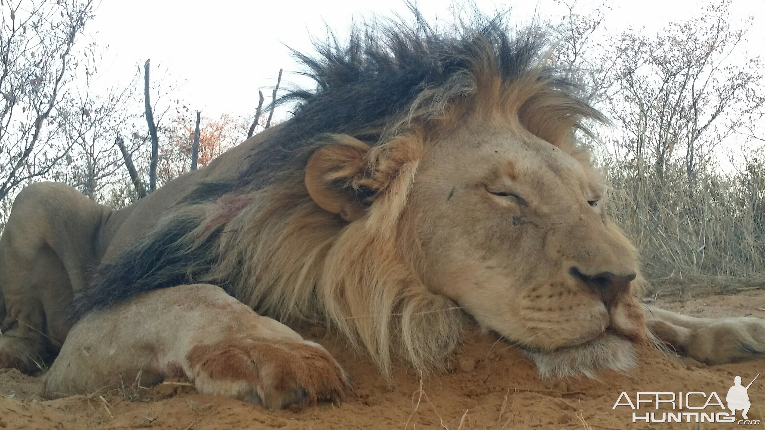 Hunting Lion in South Africa