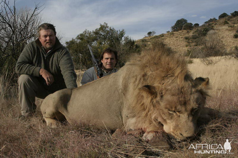 Hunting Lion in South Africa