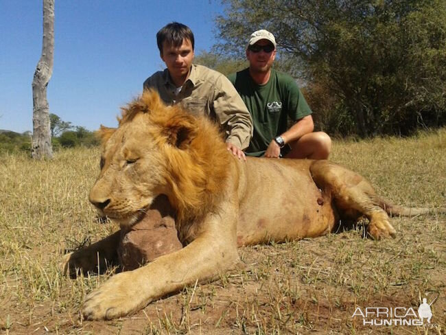 Hunting Lion in Zimbabwe