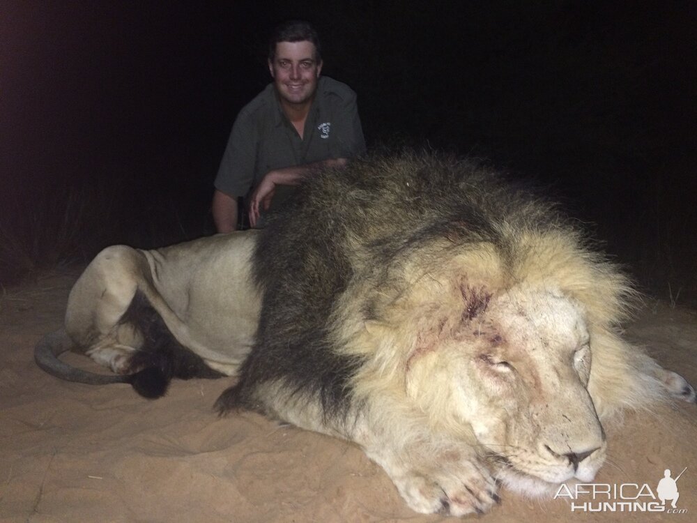 Hunting Lion South Africa