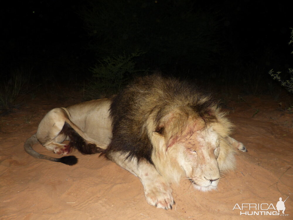 Hunting Lion South Africa