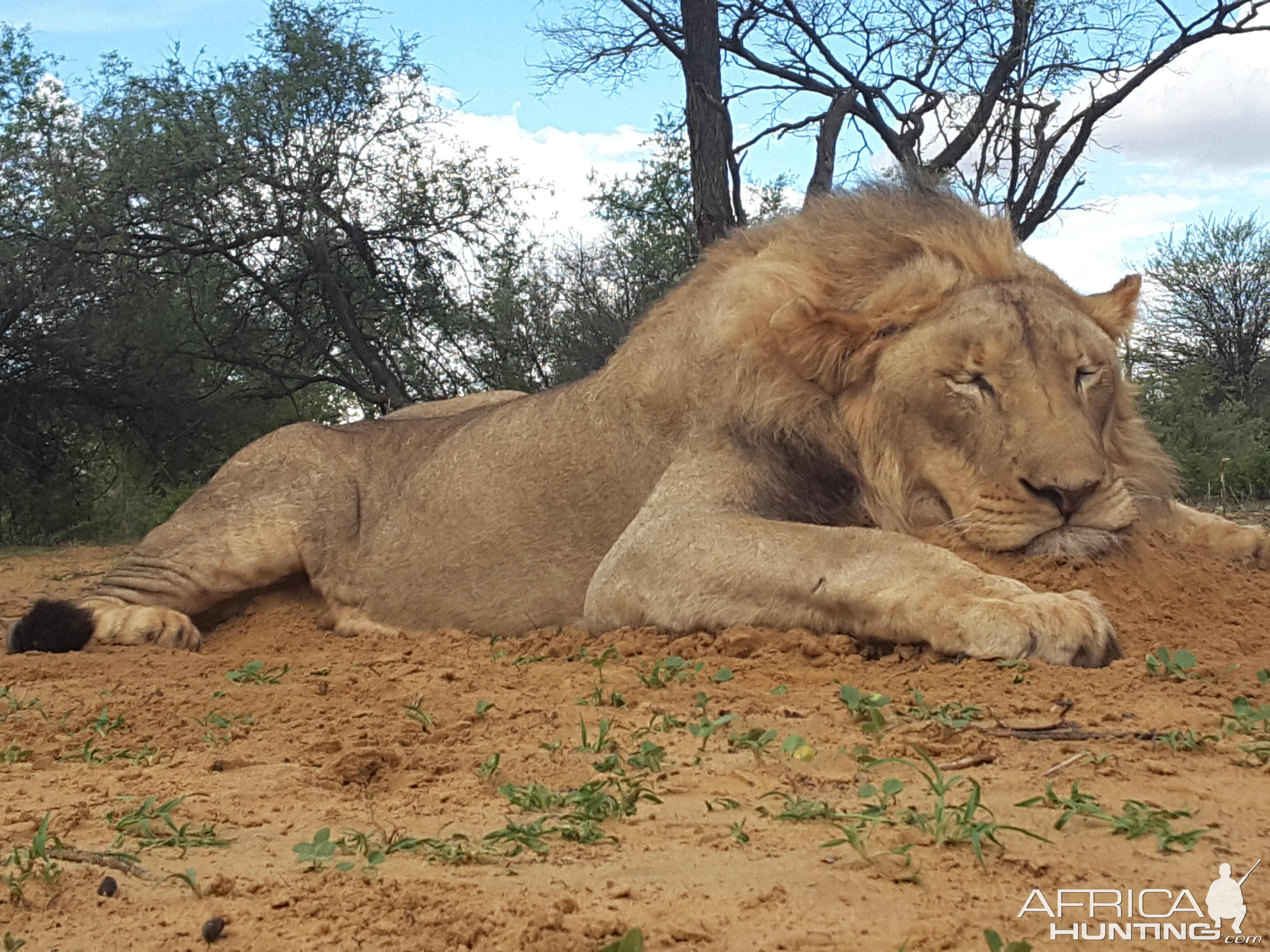 Hunting Lion South Africa