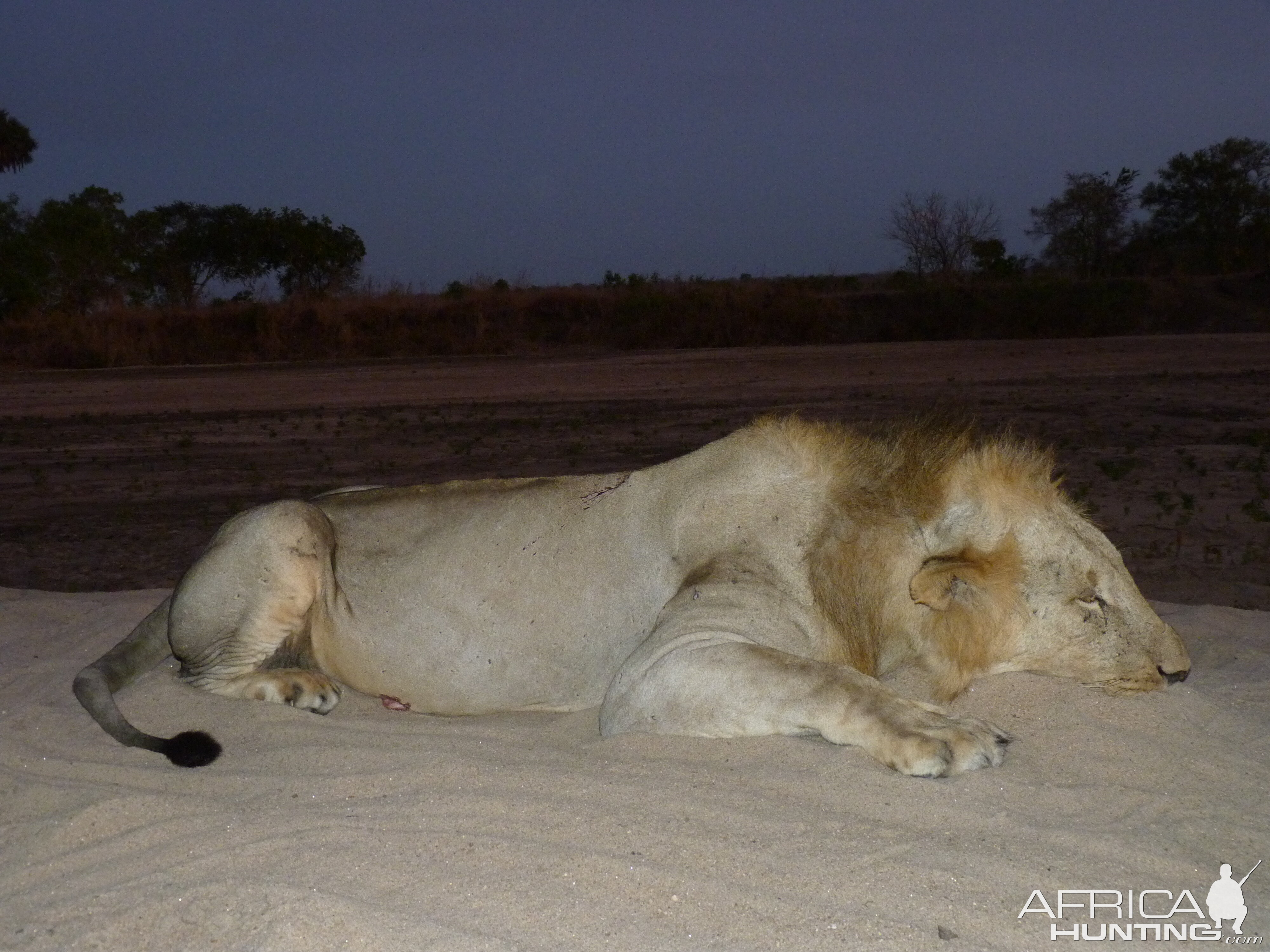 Hunting Lion Tanzania