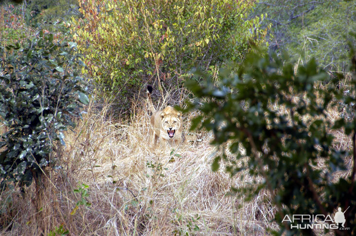 Hunting Lion Zambia